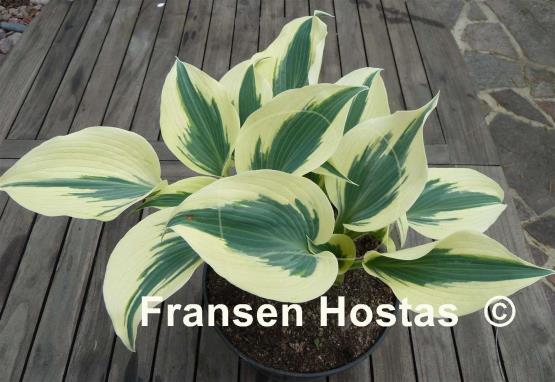 Hosta Firn Line